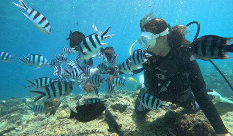 青の洞窟体験ダイビング